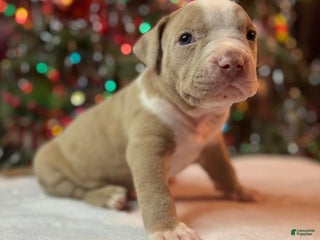 American Bully dogs American Bully Puppy 3 - Ad 5