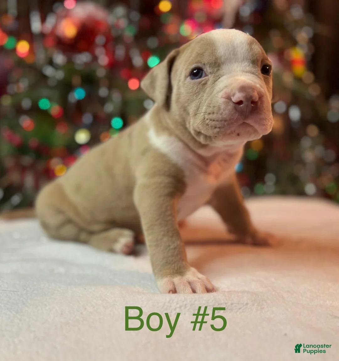 American Bully dogs for sale: American Bully Puppy 3 - Ad 5