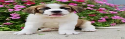 Saint Bernard dogs for sale: Bobbie - Ad 2