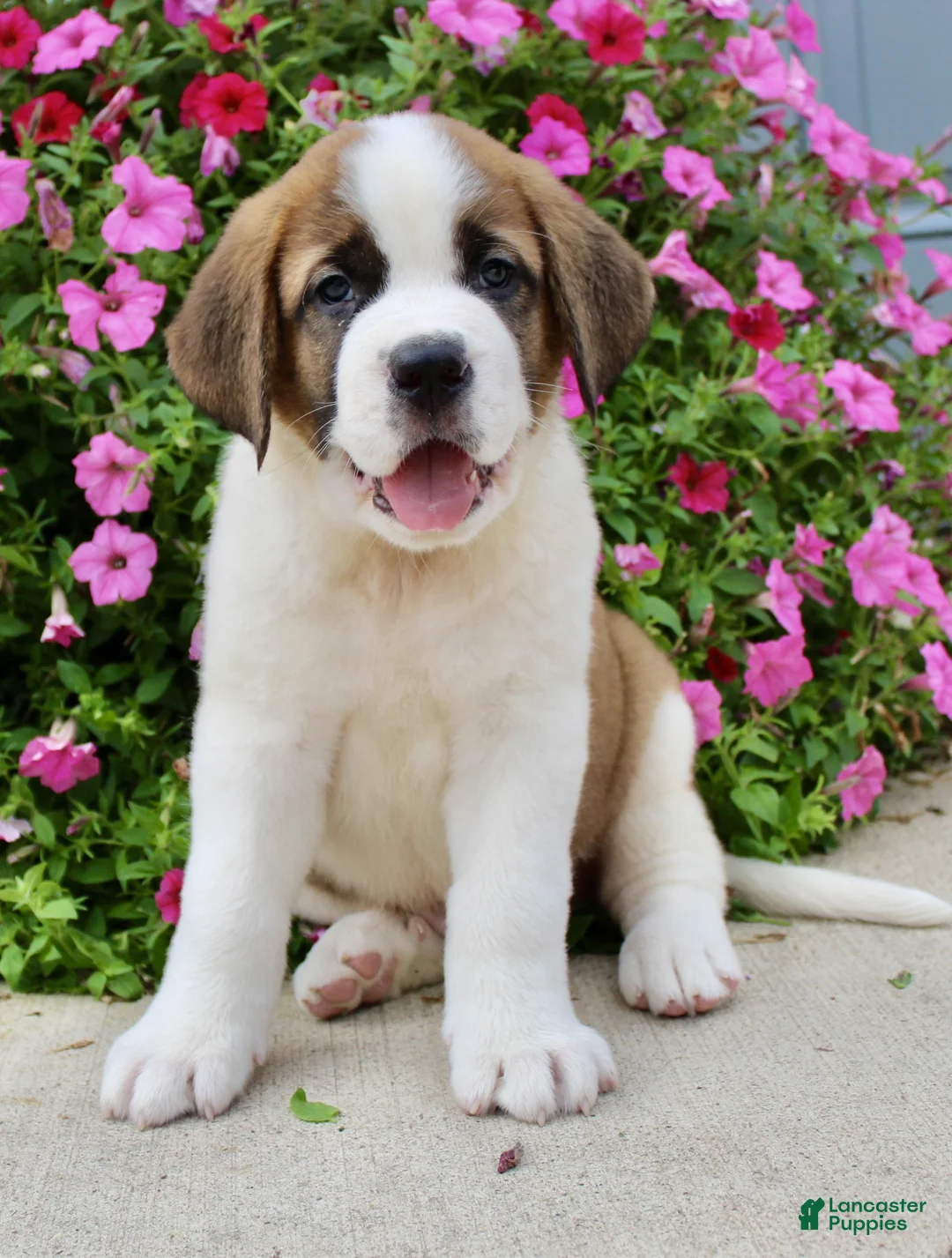 Saint Bernard dogs for sale: Bobbie - Ad 2
