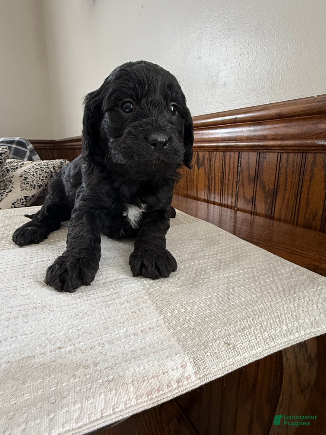 Cavapoo dogs for sale: Cavapoo Puppy 2 - Ad 3