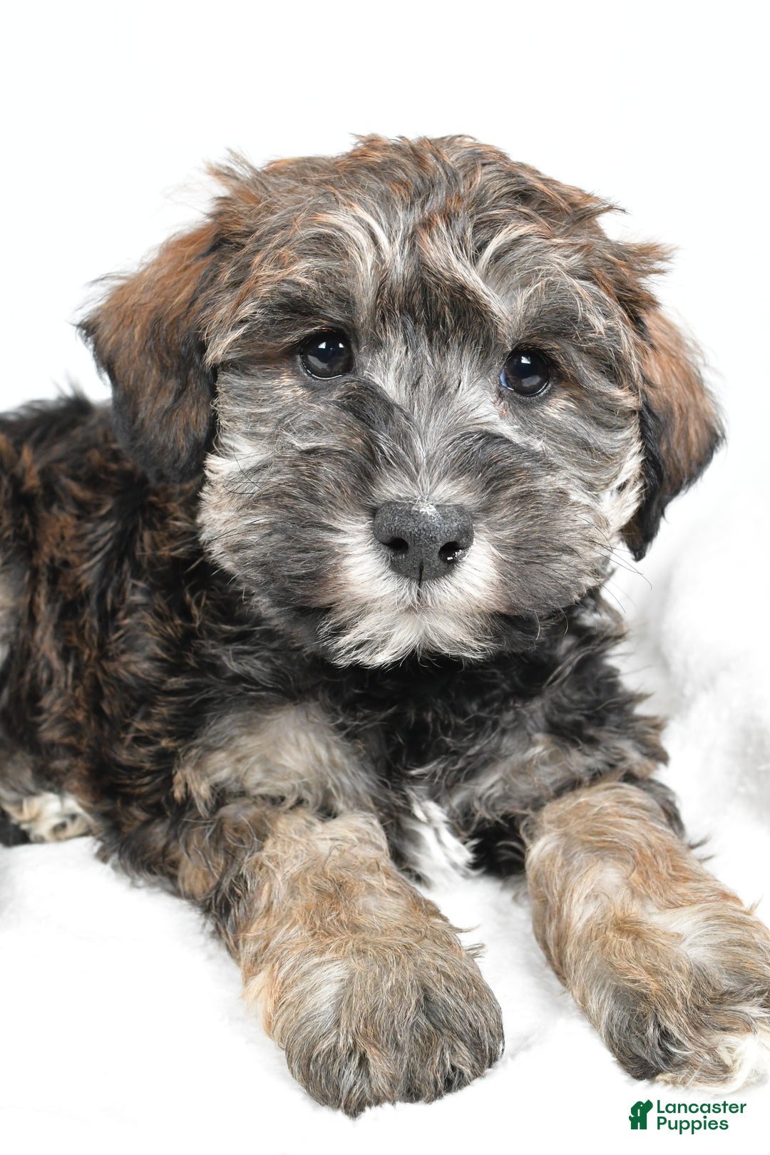 Mixed Breed dogs for sale: Chester - Ad 4