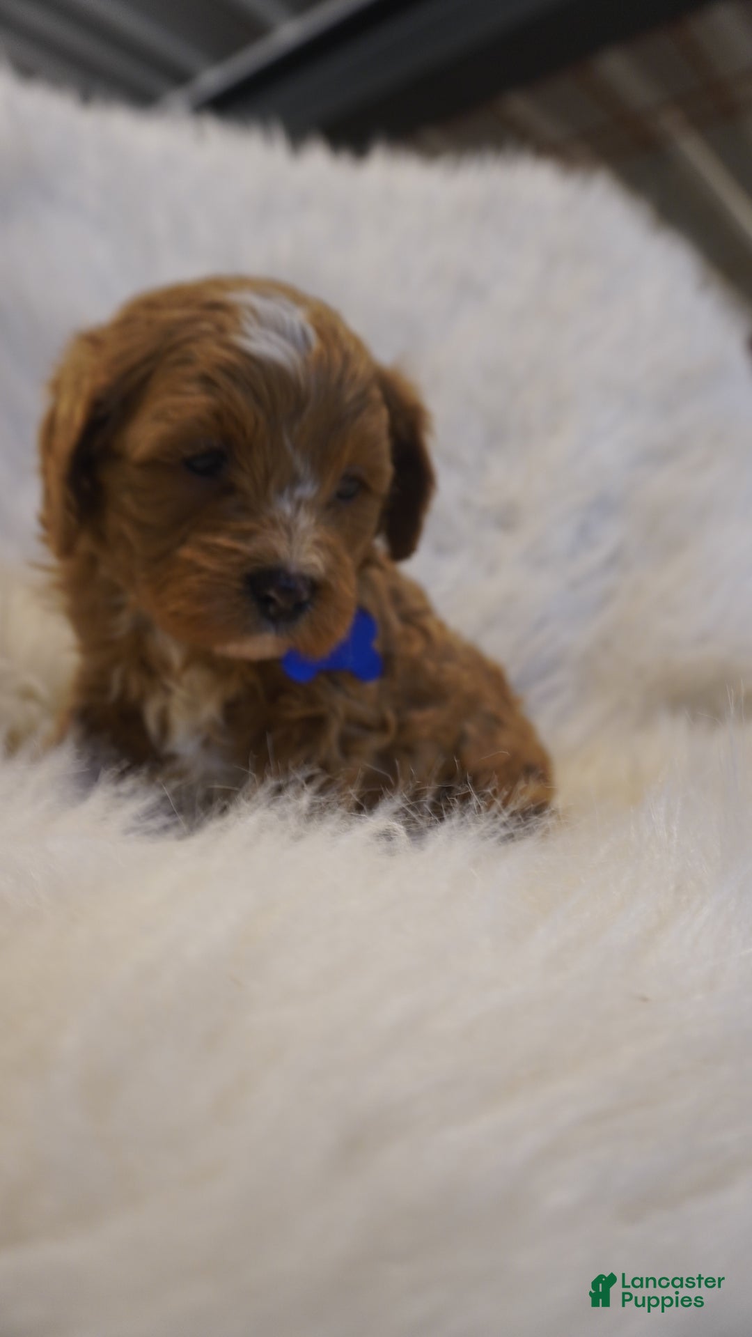 Cavapoo dogs for sale: Icey  - Ad 2