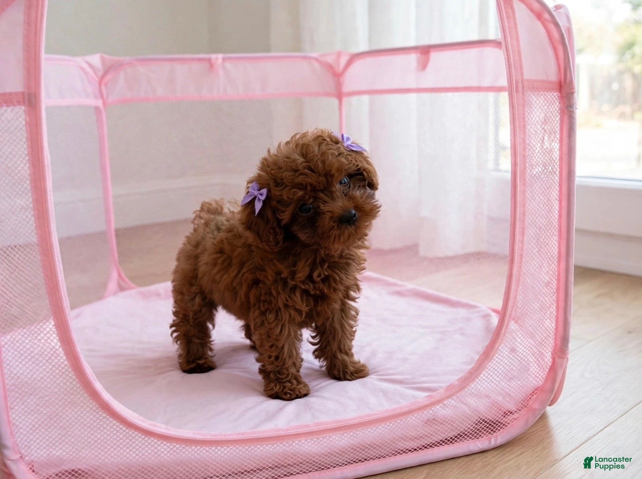 Toy Poodle dogs Toy Poodle 1 - Ad 1