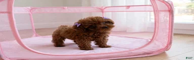 Toy Poodle 1