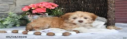 Havanese dogs for sale: Josie - Ad 2