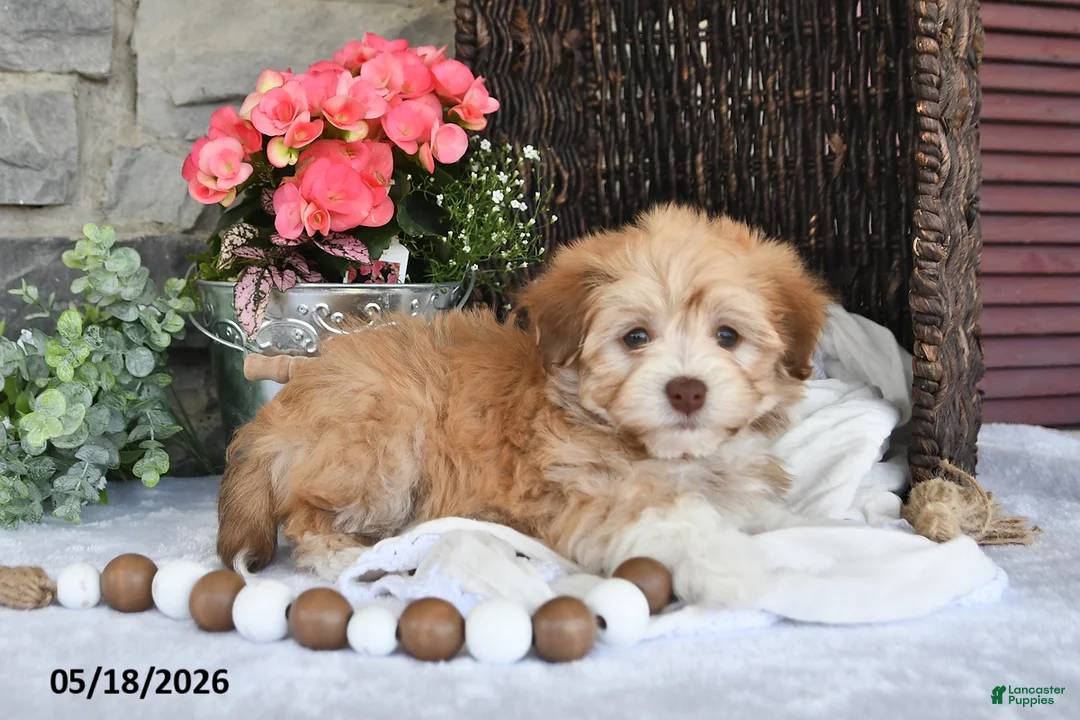 Havanese dogs for sale: Josie - Ad 2