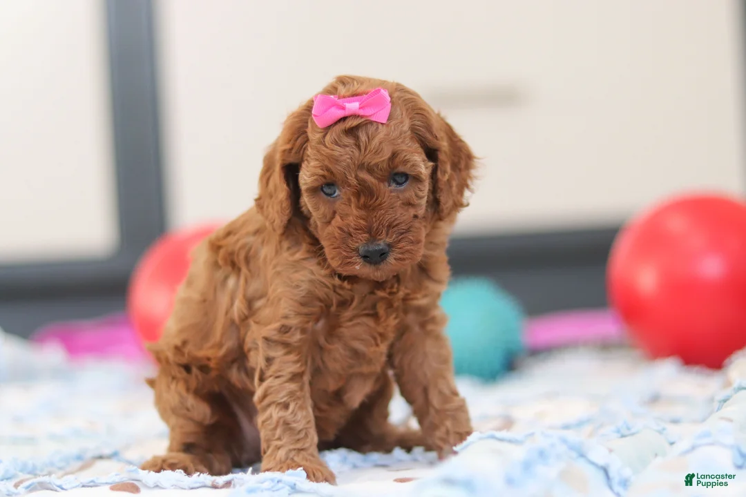 Cavapoo dogs for sale: Lacy - Ad 3
