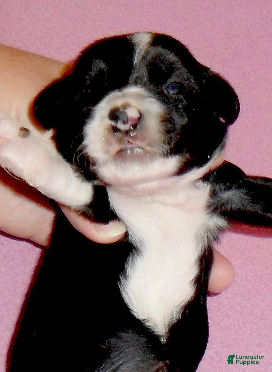 Yorkiepoo dogs for sale: Gidget - Ad 4