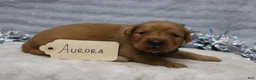 Golden Retriever dogs for sale: Aurora - Ad 5