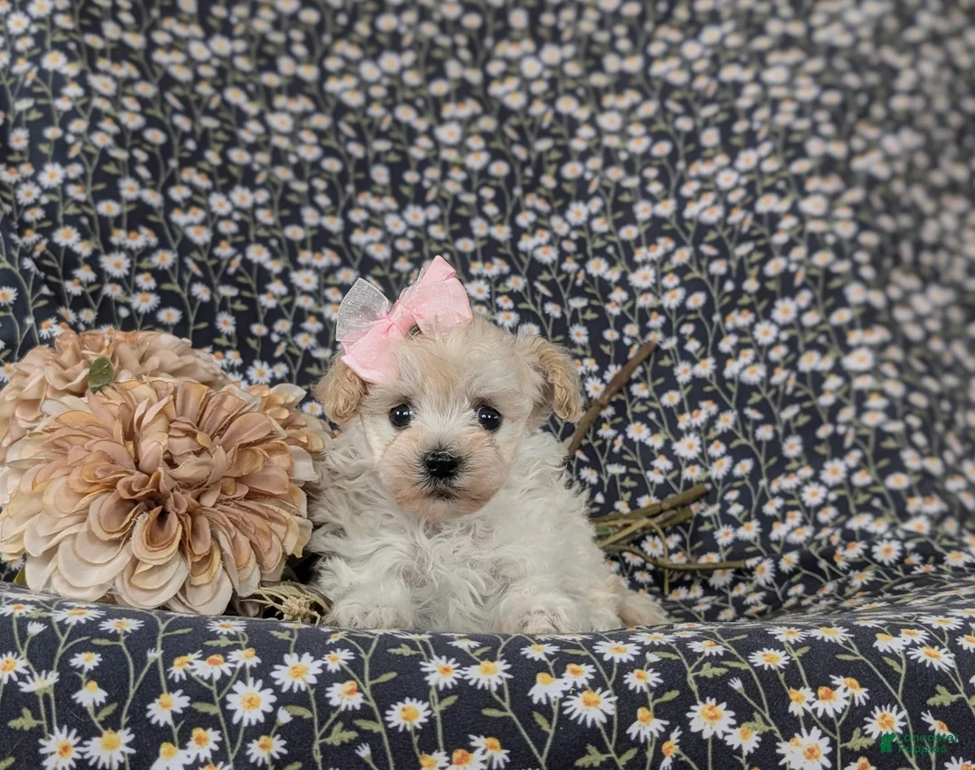 Maltipoo dogs for sale: Izzie 7 lbs Full Grown - Ad 7