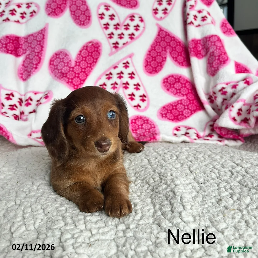 Miniature Dachshund dogs for sale: Nellie - Ad 1