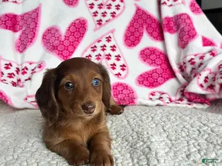 Miniature Dachshund dogs Nellie - Ad 42