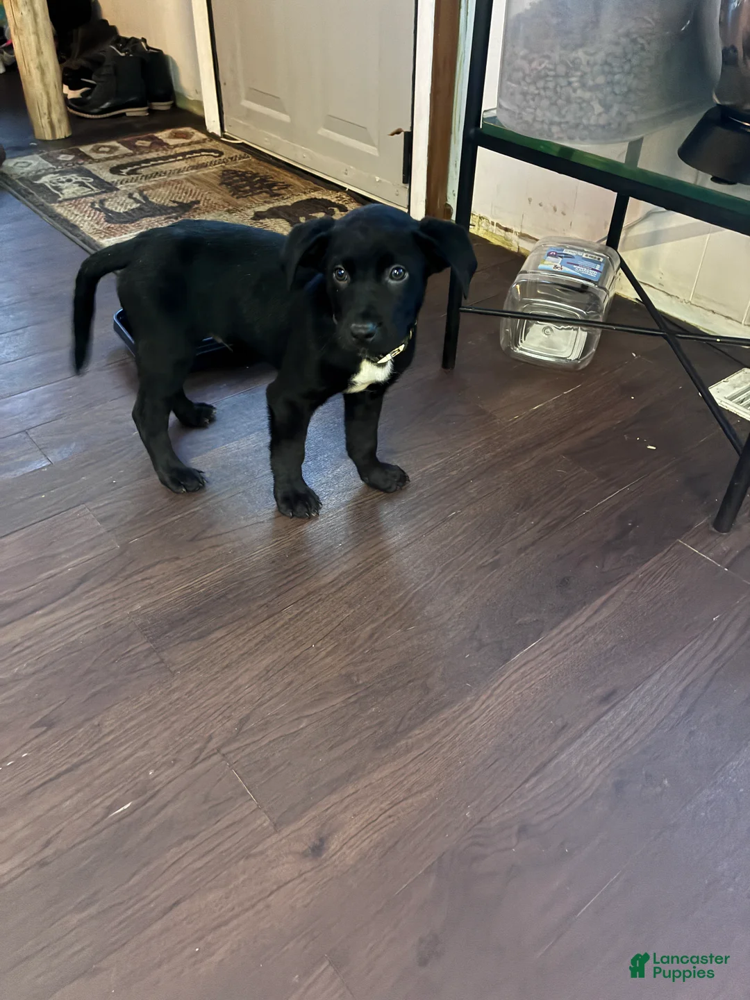 Mixed Breed dogs for sale: Brutus  - Ad 1