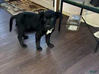 Mixed Breed dogs for sale: Brutus - Ad 4