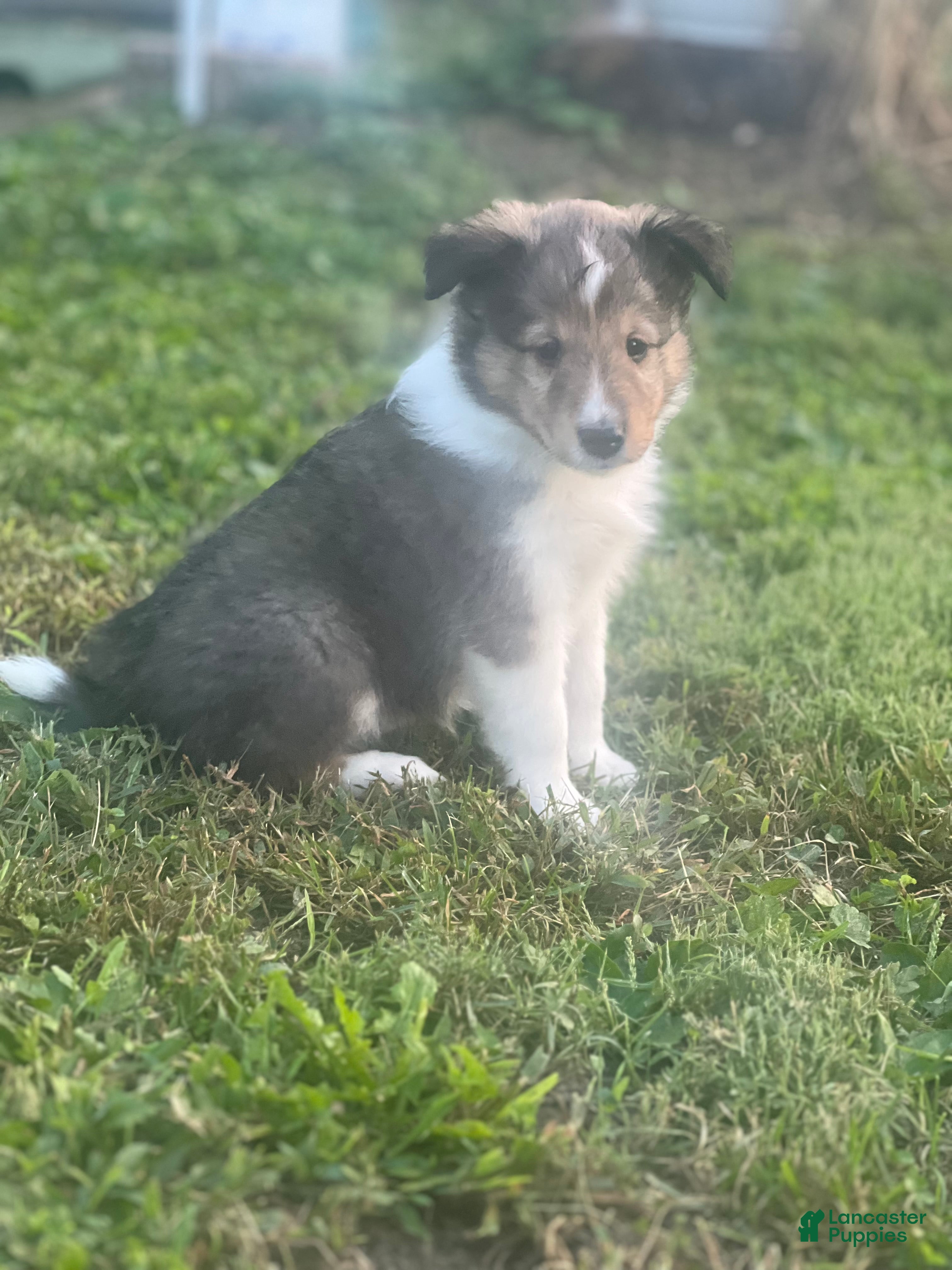 Chandler (Shetland Sheepdog, Male) in Tilton, IL