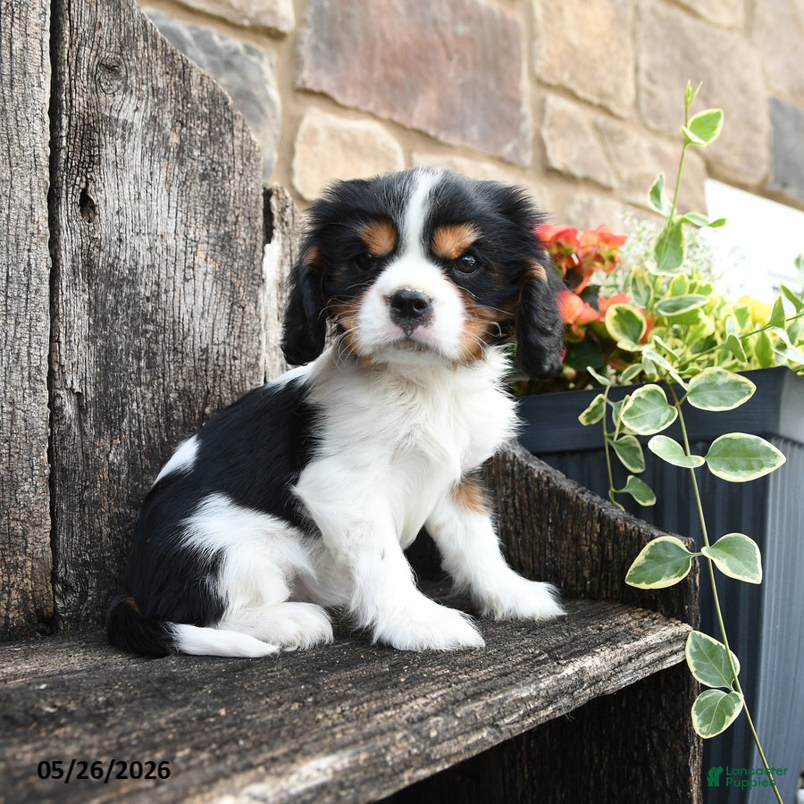 Cavalier King Charles Spaniel dogs Elvis - Ad 1