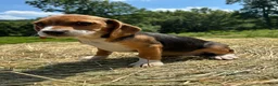 Beagle dogs for sale: Beagle 4 - Ad 4