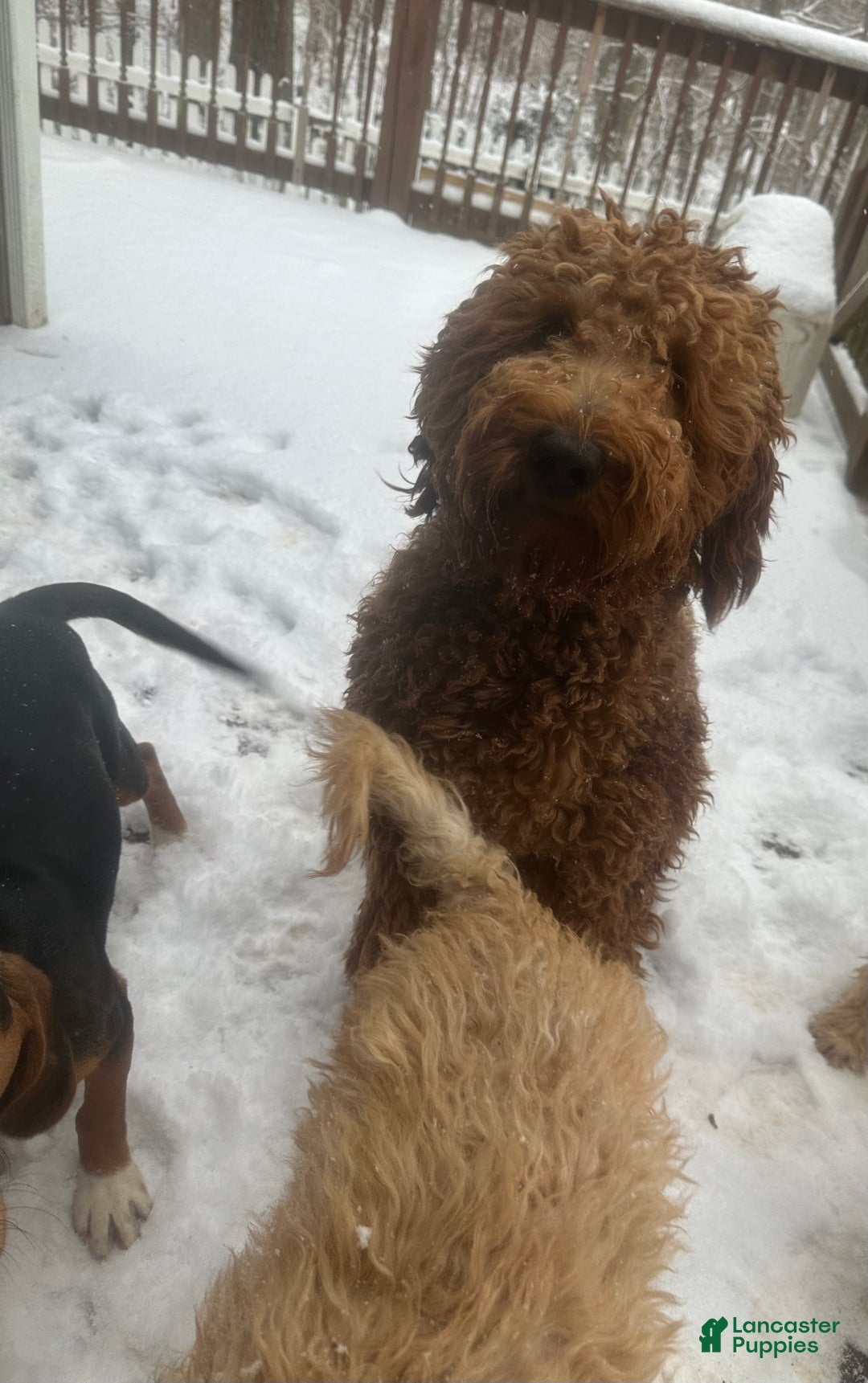 Goldendoodle dogs for sale: Goldendoodle Puppy 1 - Ad 3