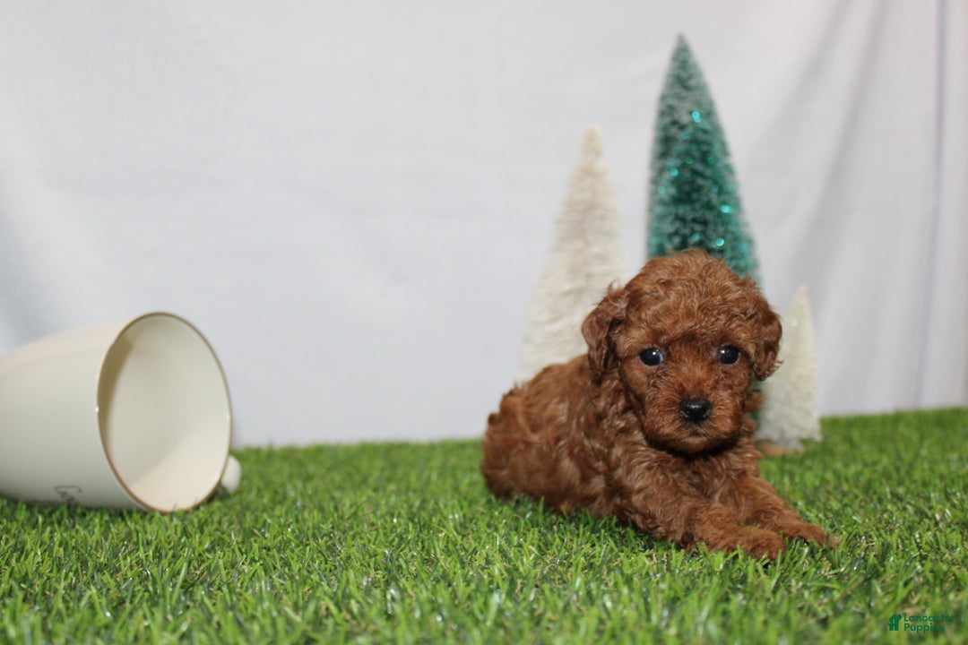 Toy Poodle dogs for sale: Annie - Ad 6