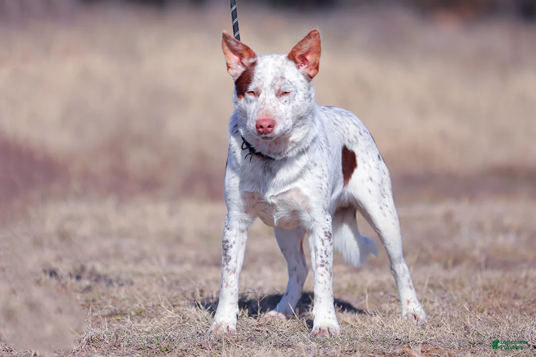 Australian Cattle Dog dogs for sale: Noah - Ad 7