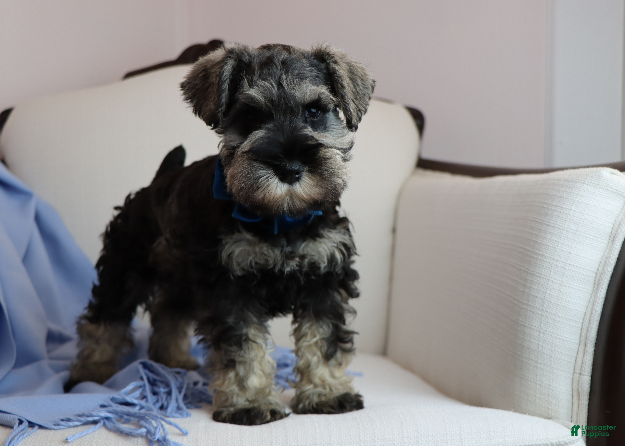 Miniature Schnauzer dogs for sale: Robbie | Miniature Schnauzer  - Ad 3