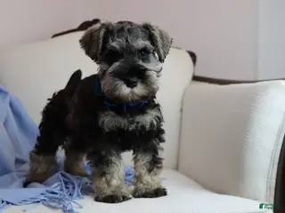 Miniature Schnauzer dogs for sale: Robbie | Miniature Schnauzer - Ad 3
