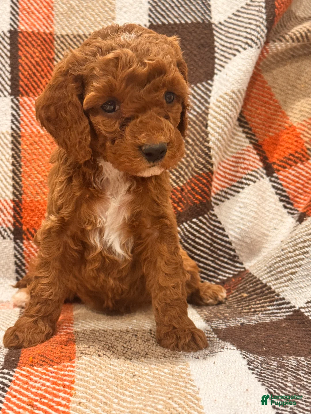 Cockapoo dogs for sale: Cockapoo Puppy 5 - Ad 2