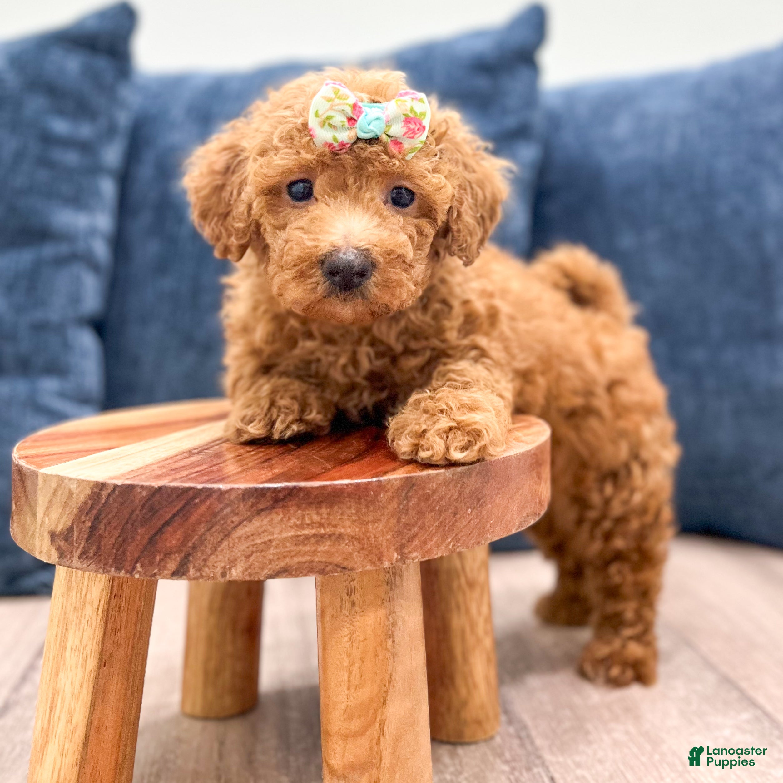Bichpoo dogs Zaylee - Ad 2