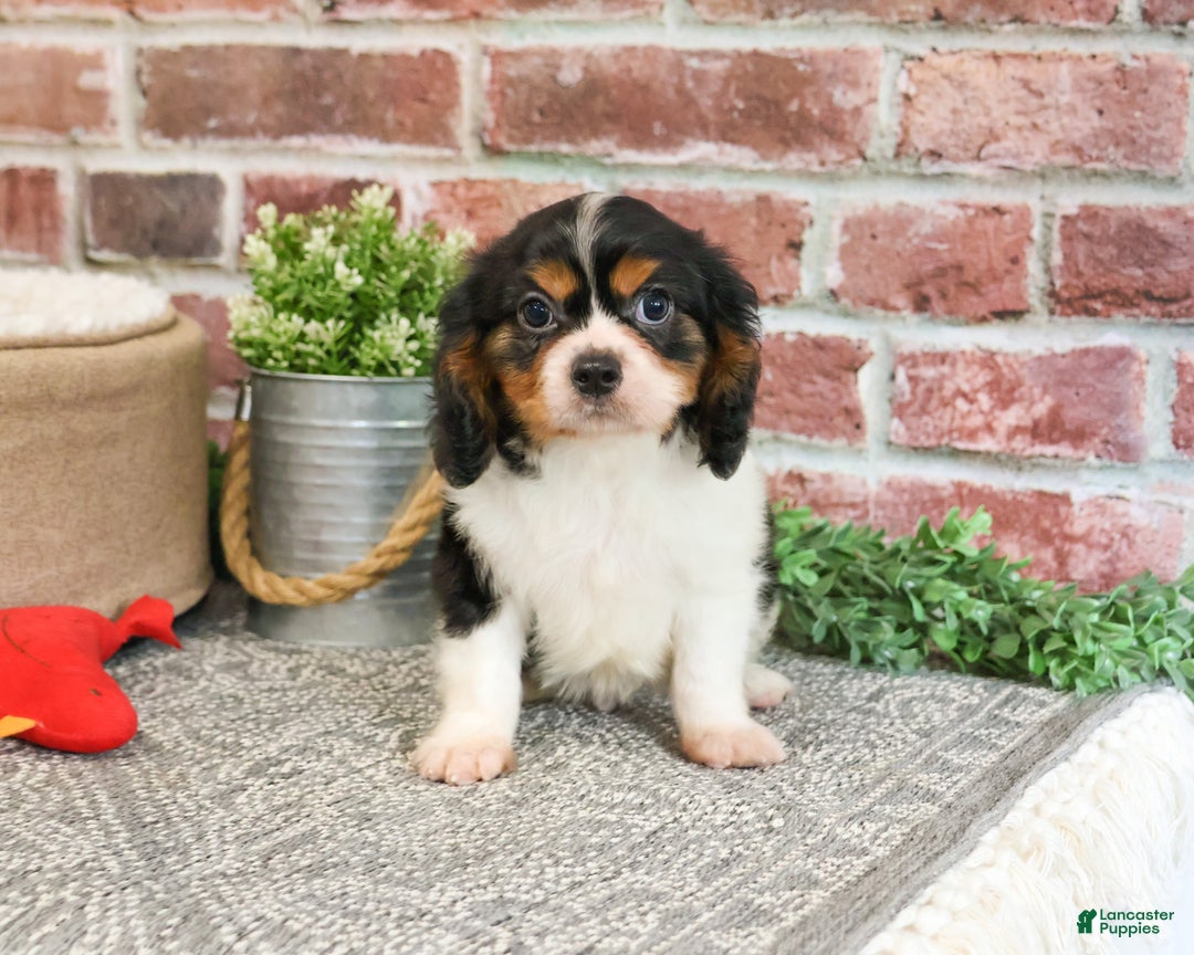 Cavalier King Charles Spaniel dogs for sale: Keeter - Ad 4