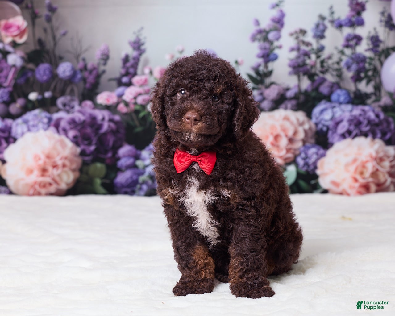 Mini Goldendoodle dogs Charlie - Ad 1