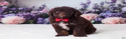 Mini Goldendoodle dogs for sale: Charlie - Ad 1
