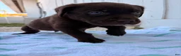 Labrador Retriever dogs for sale: Labrador Retriever Puppy 5 - Ad 4