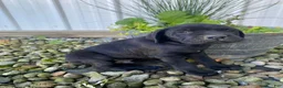 Cane Corso dogs for sale: Jordan - Ad 6