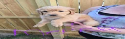 Golden Retriever dogs for sale: Golden Retriever 4 Merica - Ad 2