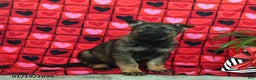 German Shepherd dogs for sale: Quincy - Ad 3