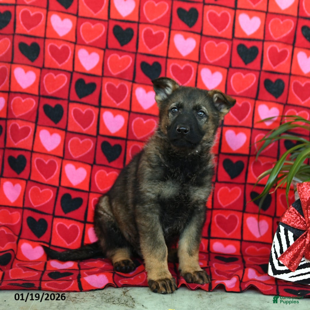 German Shepherd dogs for sale: Quincy - Ad 3
