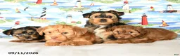 Yorkshire Terrier dogs for sale: Chelsey - Ad 5