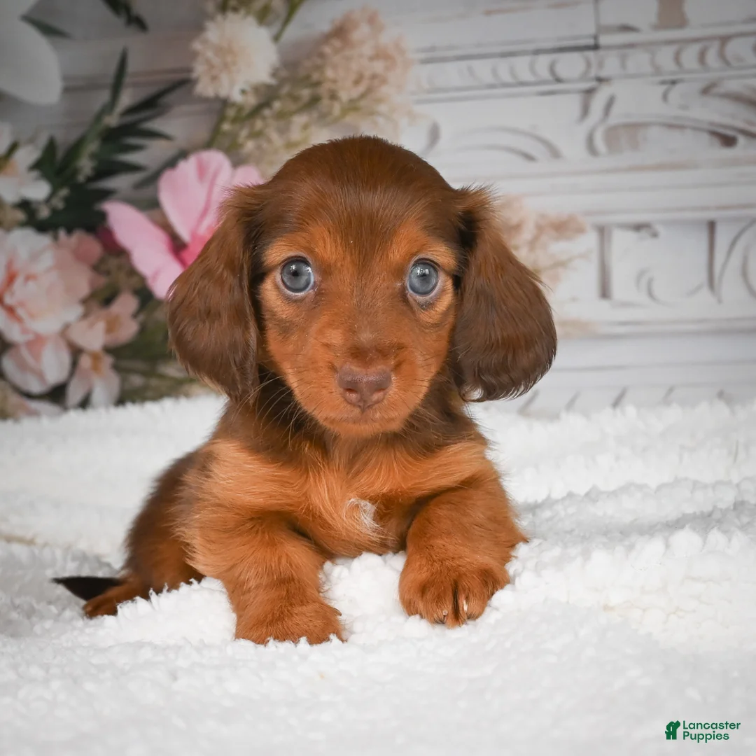 Miniature Dachshund dogs for sale: AKC-Drake - Ad 2