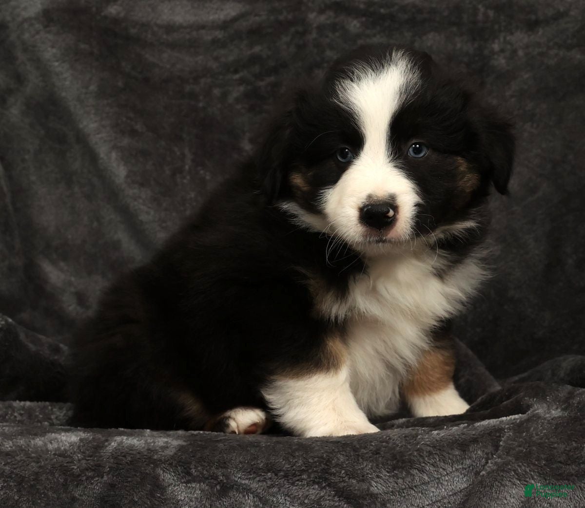 Miniature Australian Shepherd dogs Sammy - Ad 2