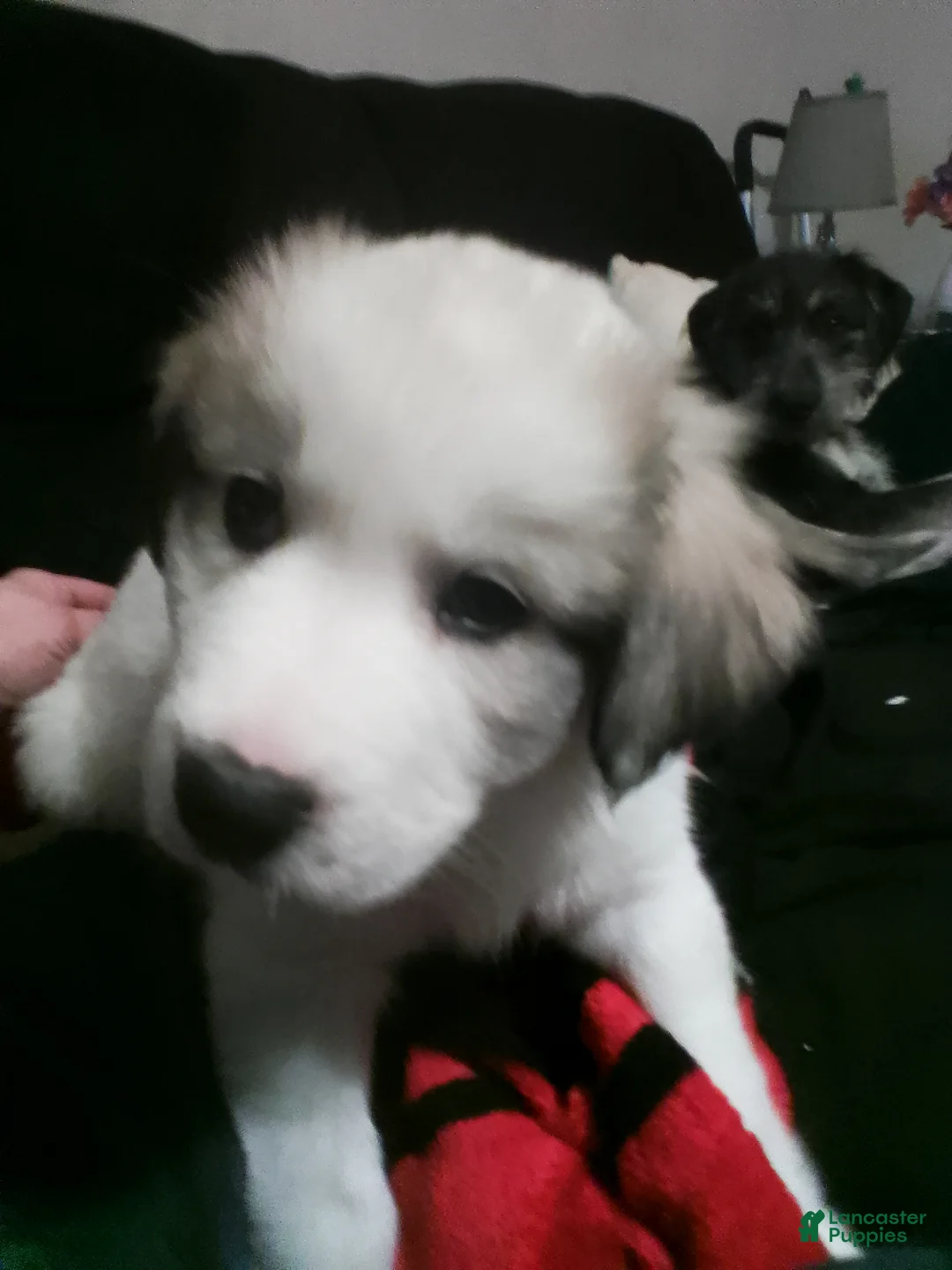 Mixed Breed dogs for sale: Mixed Breed Puppy 1 - Ad 5