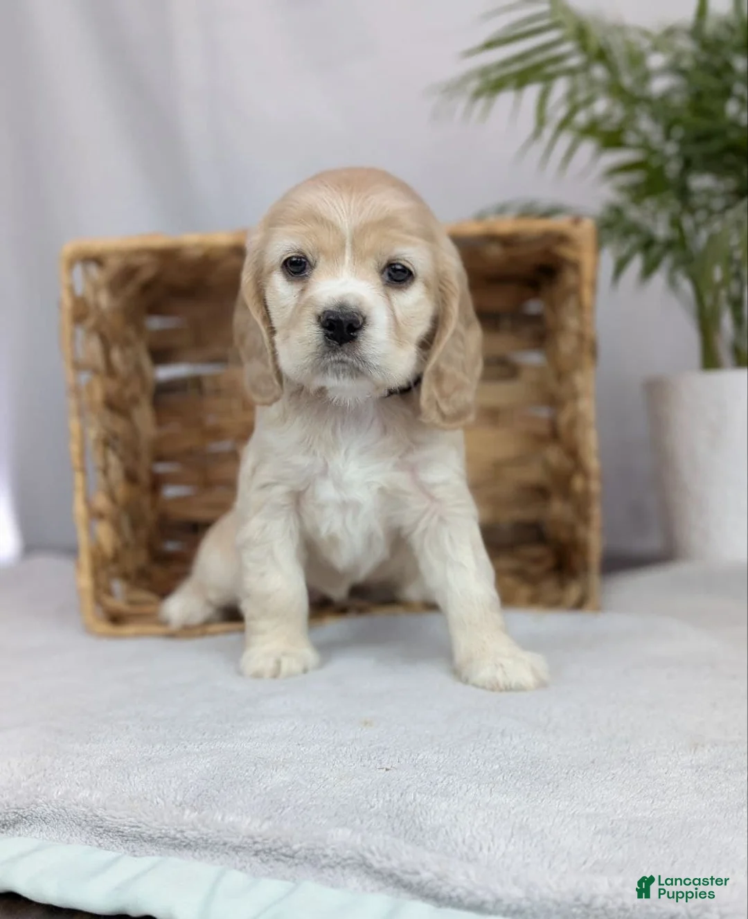 Cocker Spaniel dogs for sale: Cocker Spaniel Puppy 5 - Ad 3