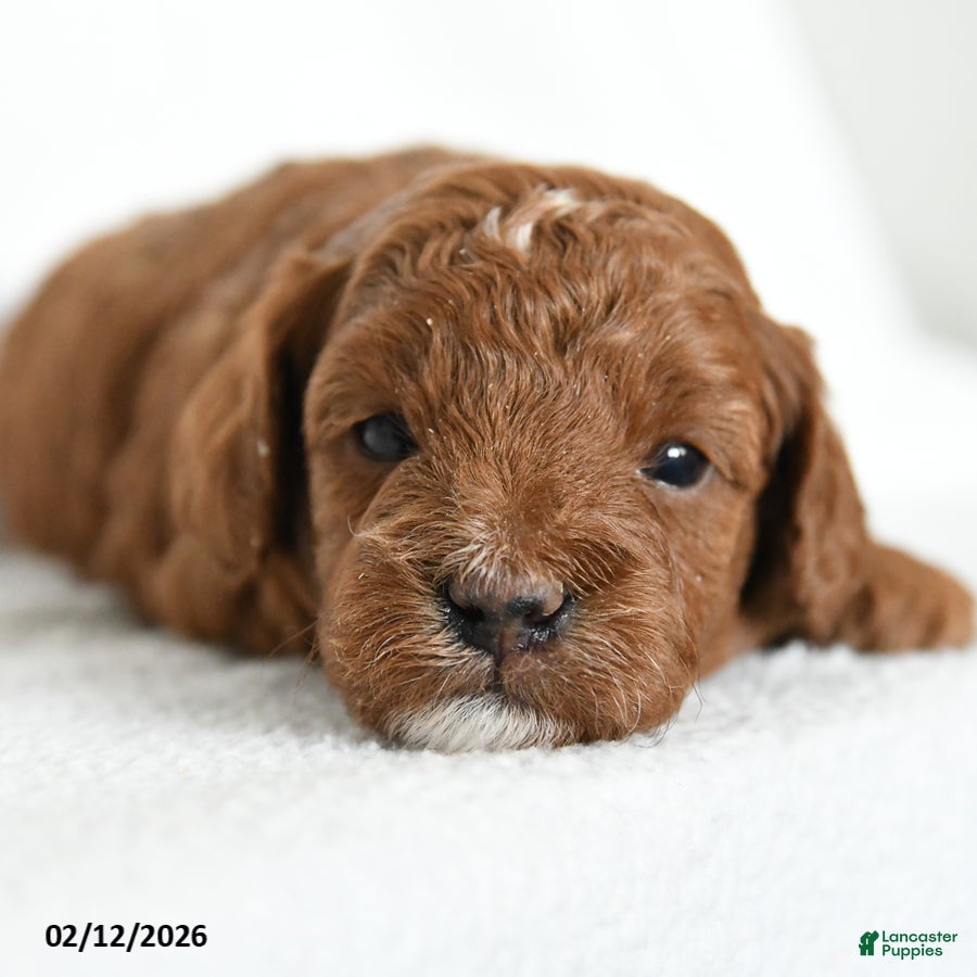 Toy Poodle dogs Joy - Ad 2