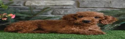 Miniature Poodle dogs for sale: Rambo - Ad 6