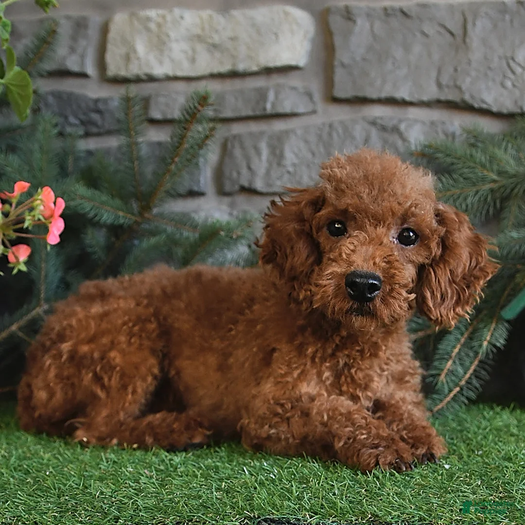 Miniature Poodle dogs for sale: Rambo - Ad 6