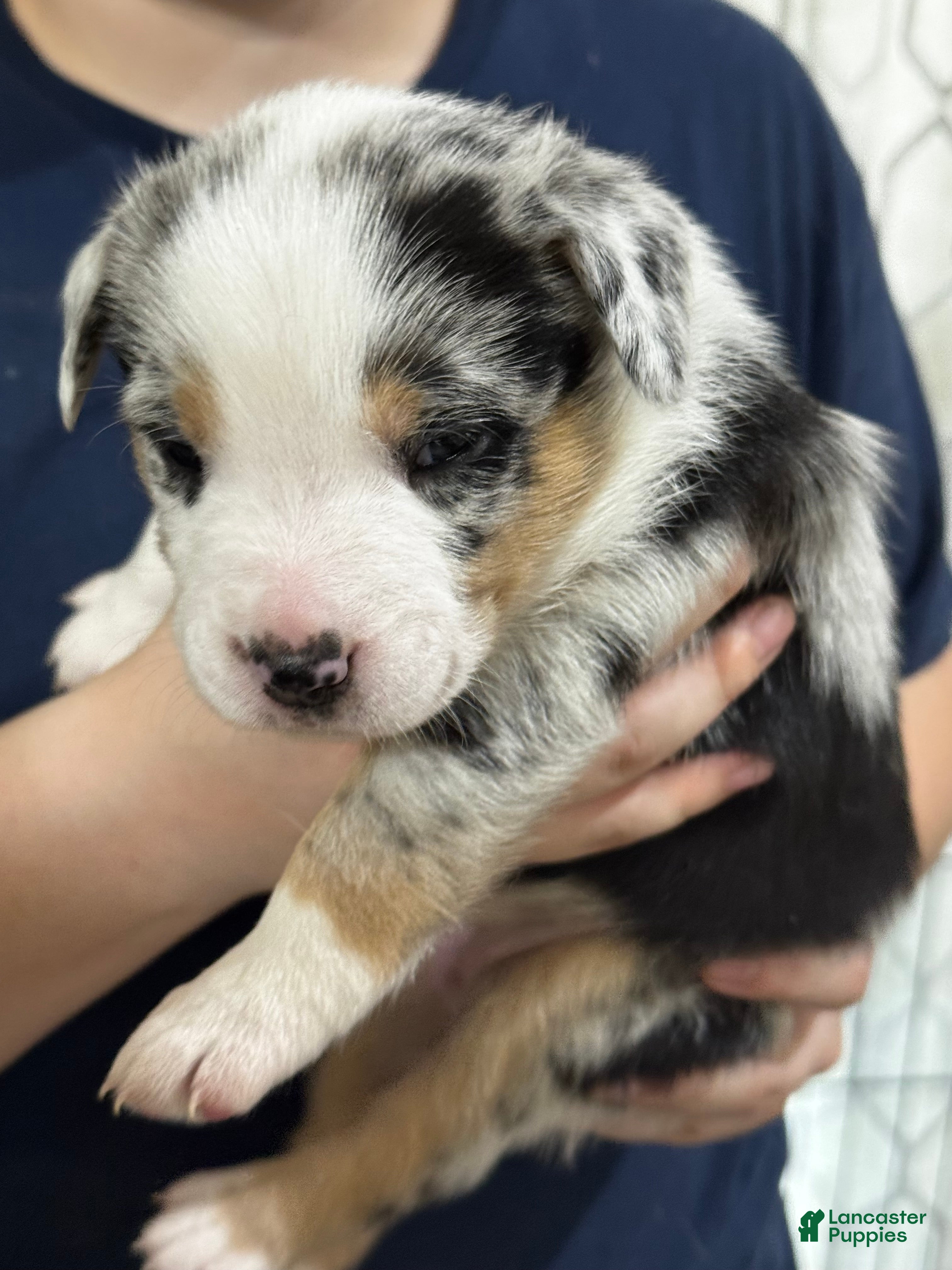 Mixed Breed dogs Mixed Breed 4 - Ad 32