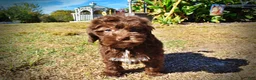 Havapoo dogs for sale: Prince - Ad 6