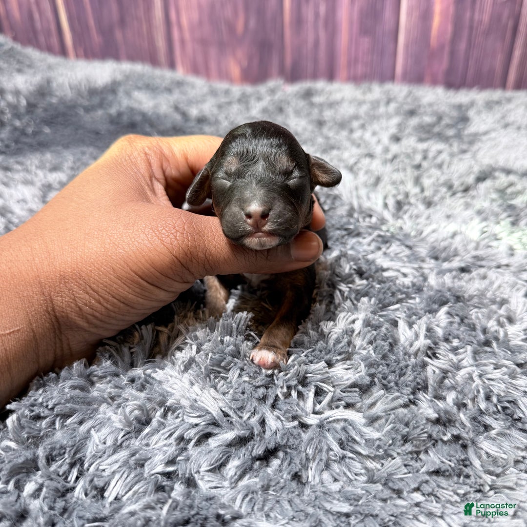 Miniature Poodle dogs for sale: Marie - Ad 2