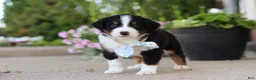 Miniature Australian Shepherd dogs for sale: Frankie - Ad 8