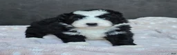 Mini Bernedoodle dogs for sale: Mini Wade - Ad 6